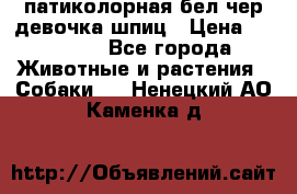 патиколорная бел/чер девочка шпиц › Цена ­ 15 000 - Все города Животные и растения » Собаки   . Ненецкий АО,Каменка д.